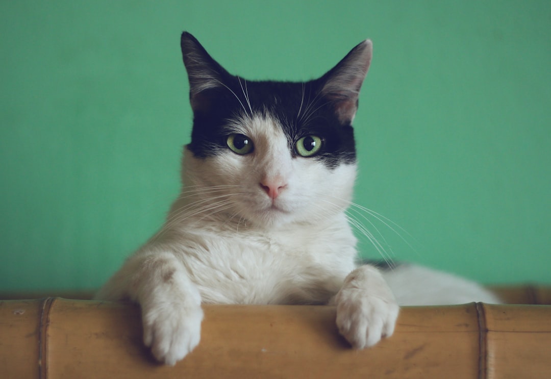 cat with shaved head
