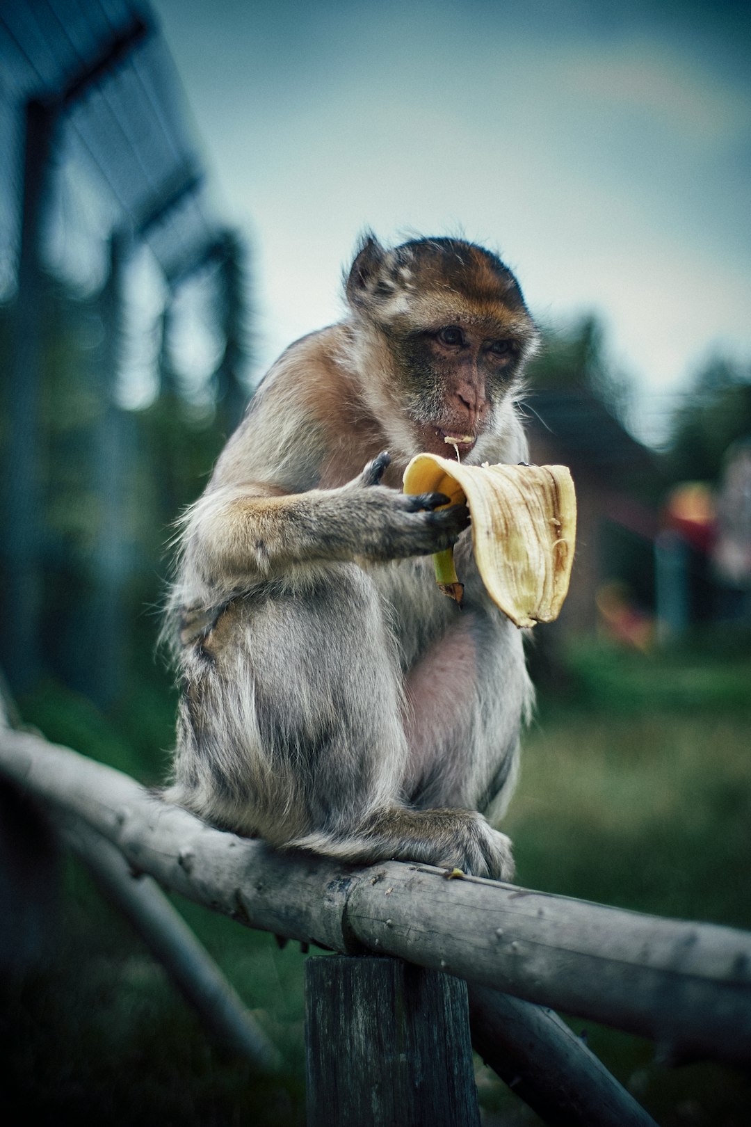 what can monkeys not eat